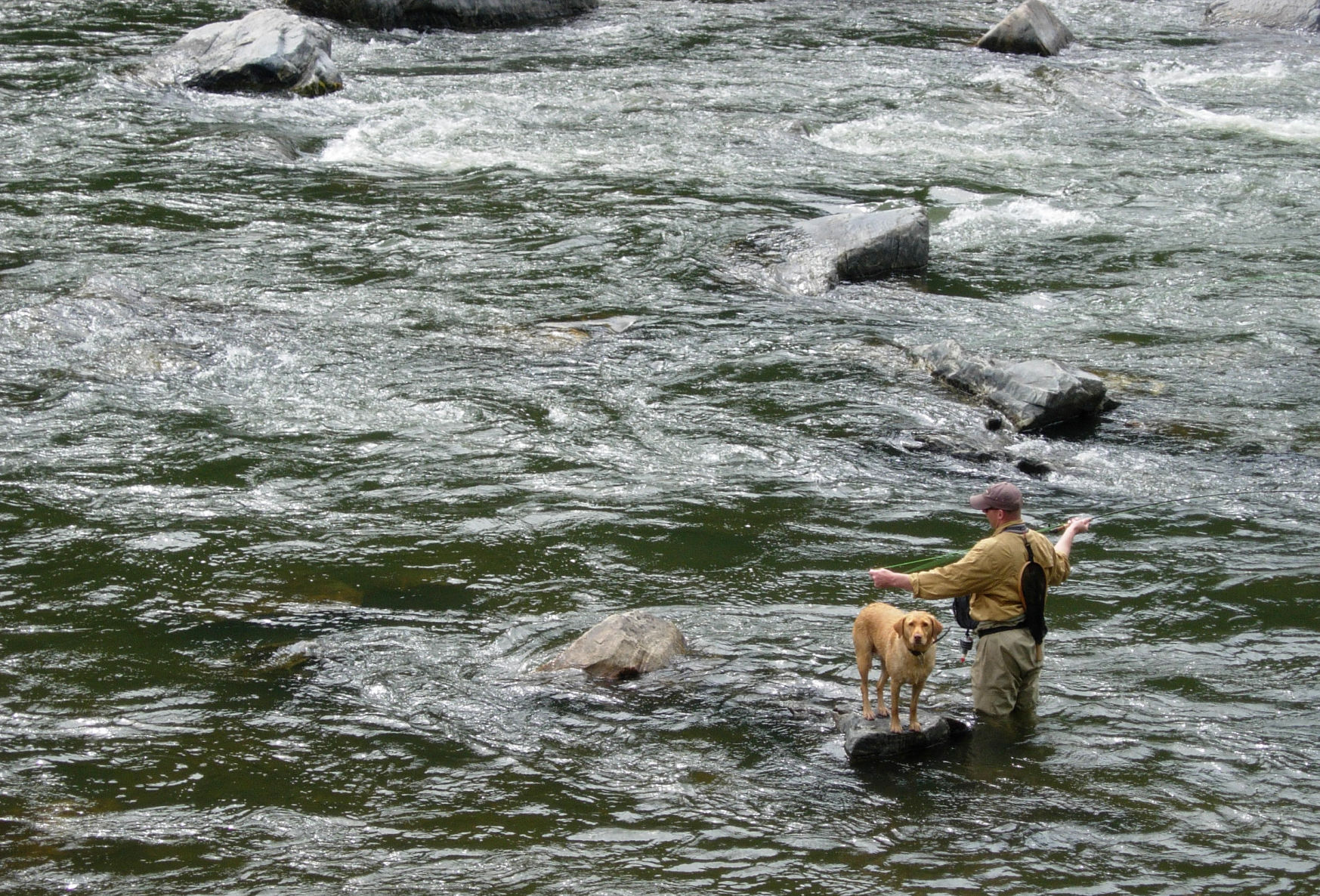 Bring your dog